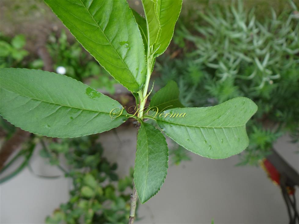  Leaves